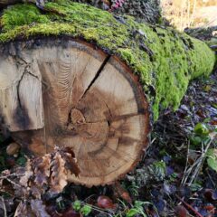 016 - Dauerfeuchtigkeit